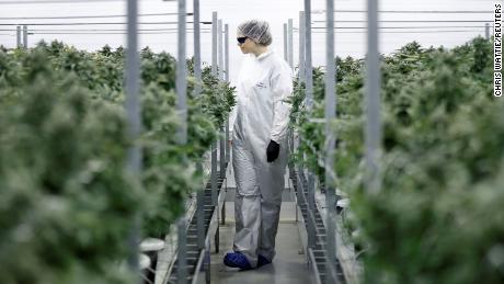 More big consumer companies will bet on pot this year 
