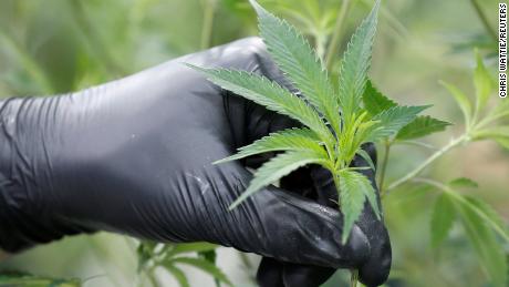 A worker collects cuttings from a marijuana plant at the Canopy Growth Corporation facility in Smiths Falls, Ontario. 