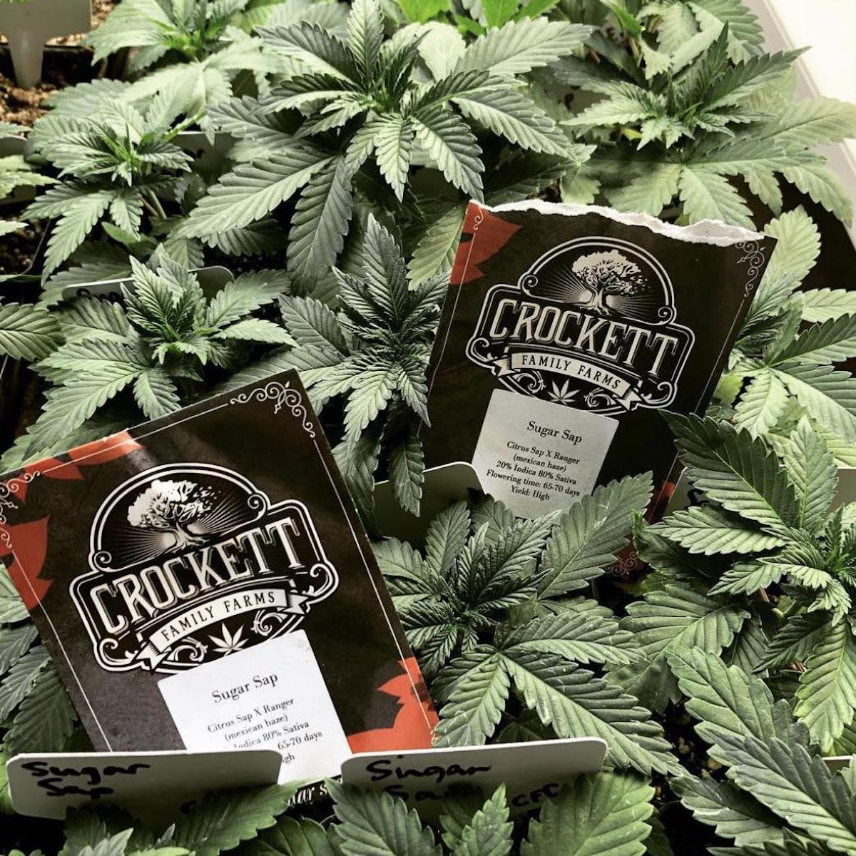 Bumper Crop: Grab Crockett Seeds this year and vault to the front of the pack. (Courtesy Crockett Seeds)