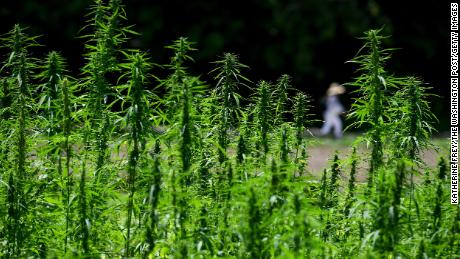 Hemp won&#39;t get you high (and other things to know now that it&#39;s legal)