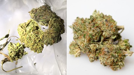 On the left, is Big Sky Scientific&#39;s hemp that was seized by the Idaho State Police. On the right, is marijuana.