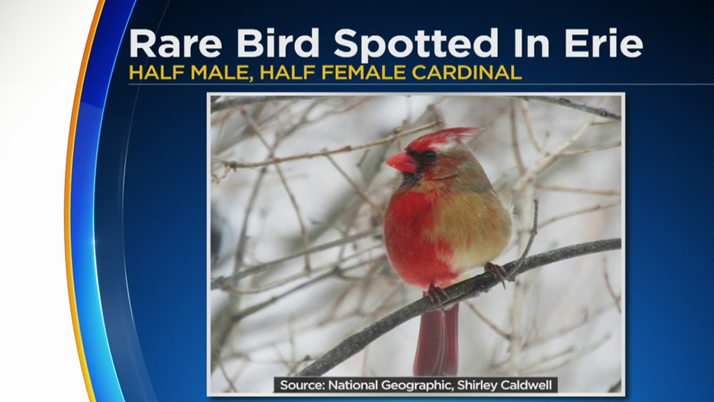 Rare Half Male Half Female Cardinal Spotted Pot Portal