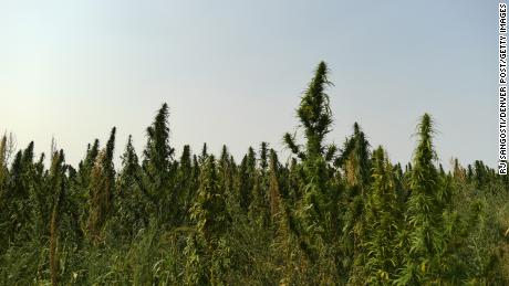 A hemp farm in Colorado. 