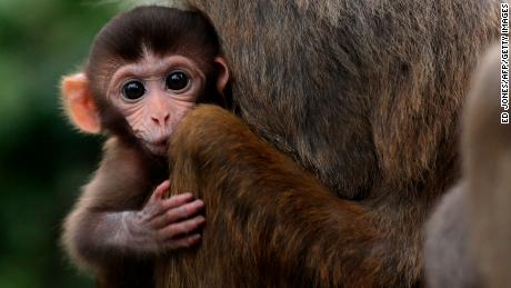 Chinese scientists defend implanting human gene into monkeys&#39; brains