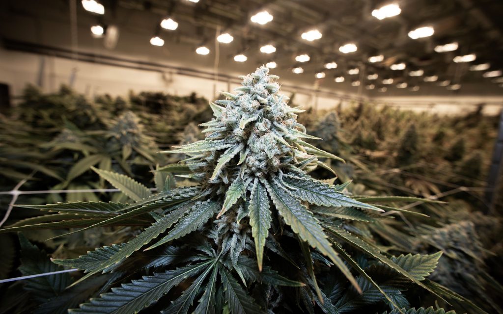 cannabis bud in grow room