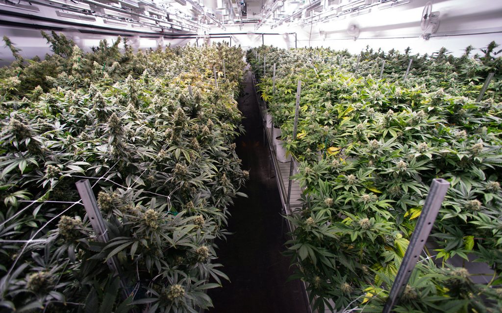 Cannabis grow room