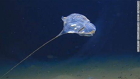 Is this a new type of jellyfish in the Indian Ocean?