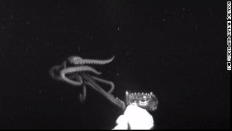 Giant squid captured on camera for the first time in the US