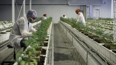 Employees tend to marijuana plants at the Aurora Cannabis Inc. facility in Edmonton, Alberta, Canada, on Tuesday, March 6, 2018. Aurora CEO Terry Booth and his business partner Steve Dobler are the largest individual holders of Canada&#39;s second-largest marijuana firm, with a combined stake approaching C$200 million. Photographer: Jason Franson/Bloomberg via Getty Images