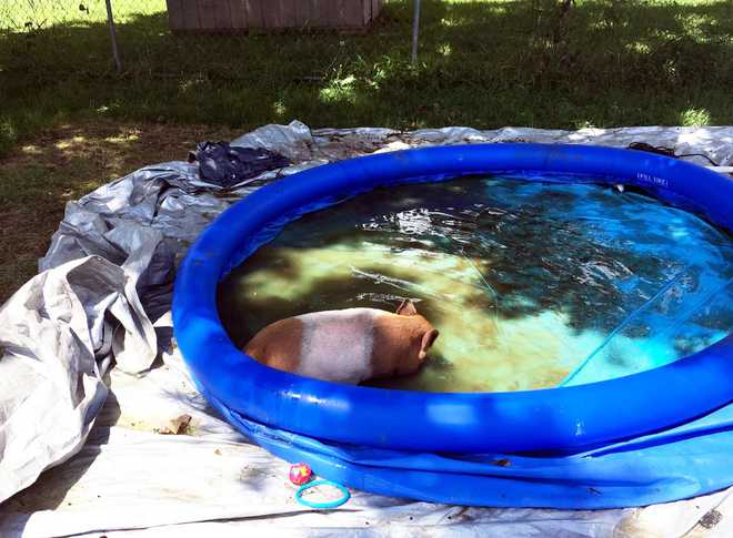 pigs&#x20;found&#x20;in&#x20;pool