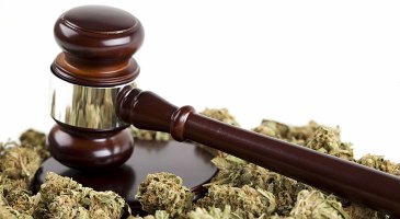 Marijuana Law Reform