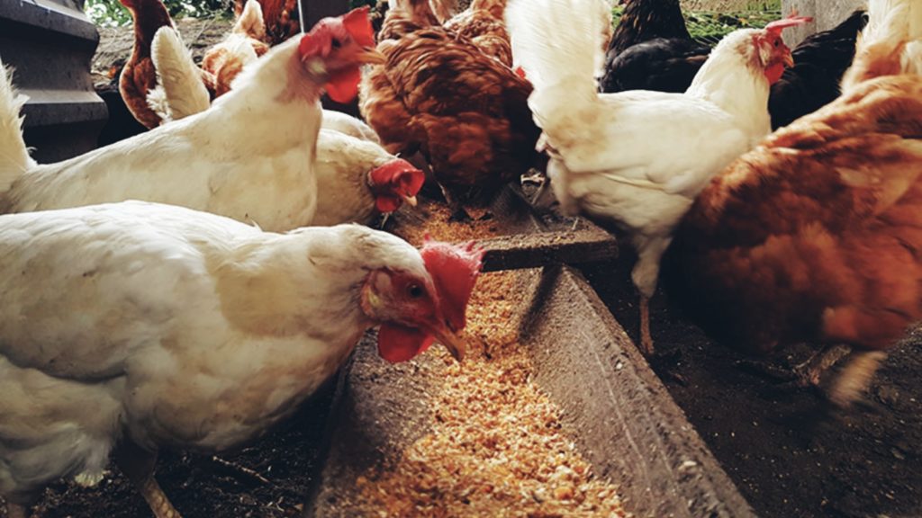 Marijuana Reduces the Need for Antibiotics in Chicken Feed - Pot Portal