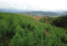 Colombia President Presses Trump on Marijuana Legalization