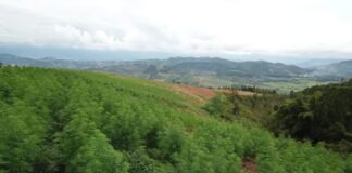 Colombia President Presses Trump on Marijuana Legalization