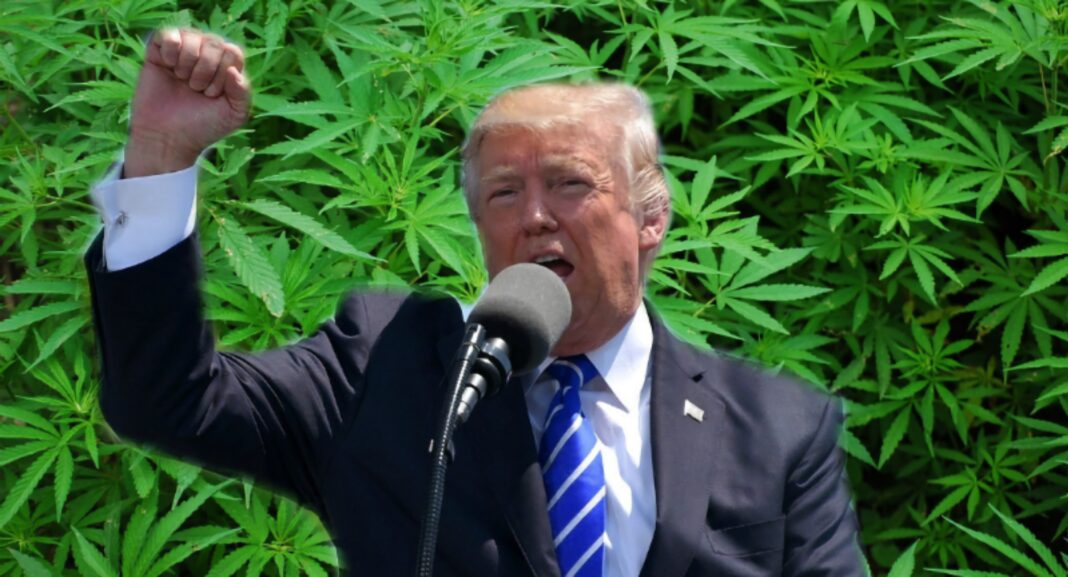 trumpweed.jpg