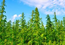 THC Ban will go into effect for Hemp across the country