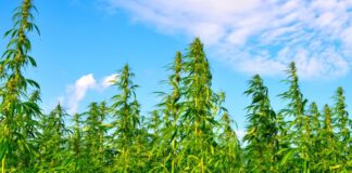 THC Ban will go into effect for Hemp across the country