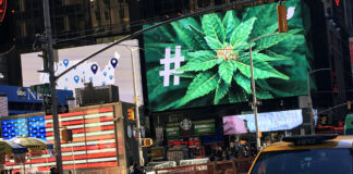 New York Cannabis Prices Plummet as Competition Rises