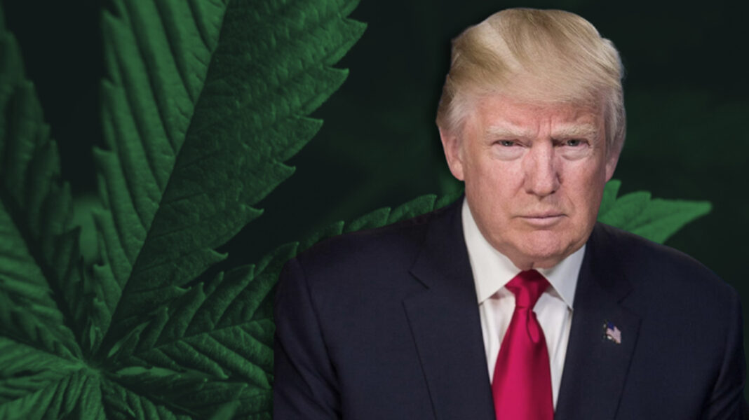 trump-hemp-ban.jpg