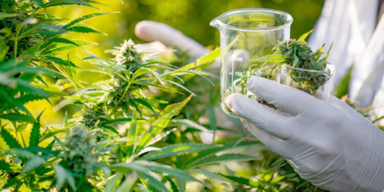 Some more good news for marijuana’s medical effect