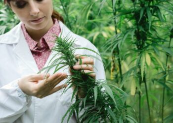 How many marijuana studies occurred in 2025?