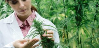 How many marijuana studies occurred in 2025?