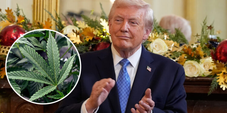 Multiple Nurses Associations Applaud Trump’s Rescheduling of Marijuana