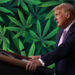 Multiple Prominent Republicans Go Against Trump In Attempt To Roll Back on Legal Cannabis