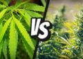 Since Hemp and Marijuana are So Similar, Why Are There A Million Different Laws Dividing the Two?