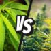 Since Hemp and Marijuana are So Similar, Why Are There A Million Different Laws Dividing the Two?
