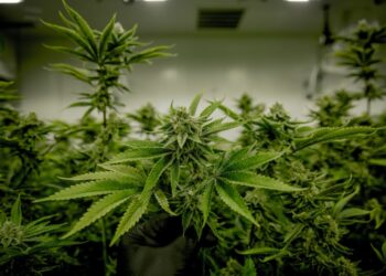 Repealing Medical Marijuana in Oklahoma doesn’t seem very popular