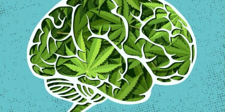 Older Adults have better cognitive function if they consume cannabis