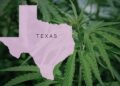 Texas Senate Approves Cannabis & Psychedelic Research