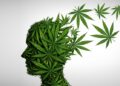 Not much evidence supporting marijuana’s benefits for mental health