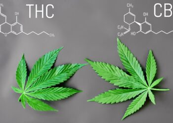 Turns out a lot of our marijuana is actually hemp