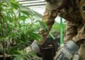 Cannabis Business Ties Makes Army Major Lose Promotion