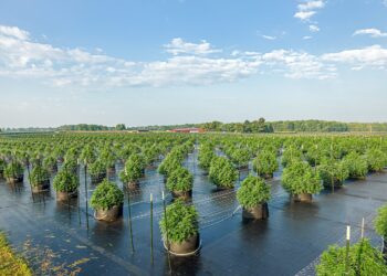 Michigan Cannabis Sales Spike After January Low, Prices Continue to Rise