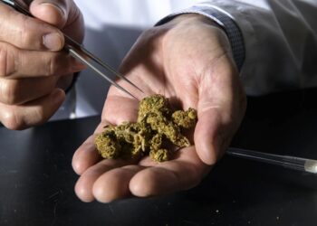 Trump Pleads for Cannabis Rescheduling