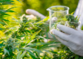 The DEA Will Now Be Accepting Applications From Medical Marijuana Businesses For New Rescheduling Protections