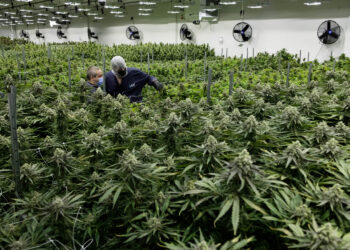 Virginia Gov Spoke With Other Legalized States About Cannabis Bill Amendments