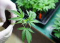 Widespread Legalization Raises Concerns From Some Researchers On Health Effects