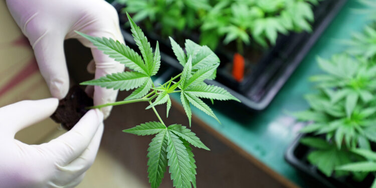 Widespread Legalization Raises Concerns From Some Researchers On Health Effects