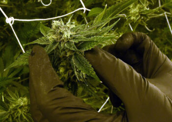 Cannabis Use in Congress: A Growing Reality Behind Closed Doors