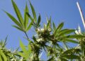 Only One Florida Candidate for Governor wants to legalize marijuana