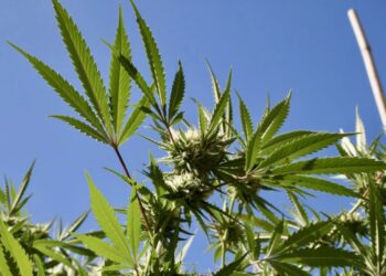 Only One Florida Candidate for Governor wants to legalize marijuana