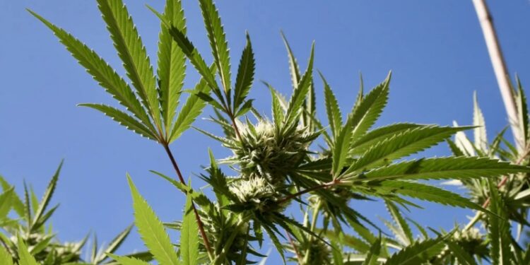 Only One Florida Candidate for Governor wants to legalize marijuana