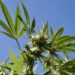 Only One Florida Candidate for Governor wants to legalize marijuana