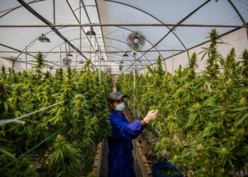 Legal Cannabis Industry Faces First-Ever Job Loss Amid Market Challenges