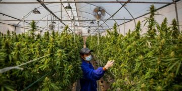 Legal Cannabis Industry Faces First-Ever Job Loss Amid Market Challenges