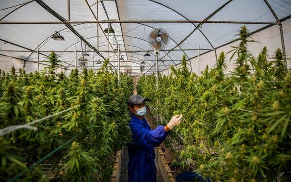 Legal Cannabis Industry Faces First-Ever Job Loss Amid Market Challenges
